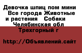 Девочка шпиц пом мини - Все города Животные и растения » Собаки   . Челябинская обл.,Трехгорный г.